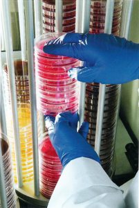 Loading plates into Automated Microbiology Specimen Processor